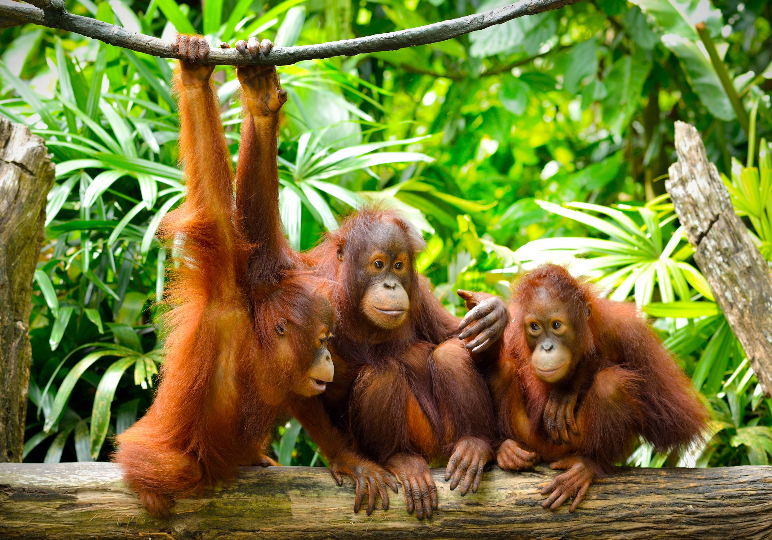 Orangutans & Sun Bears