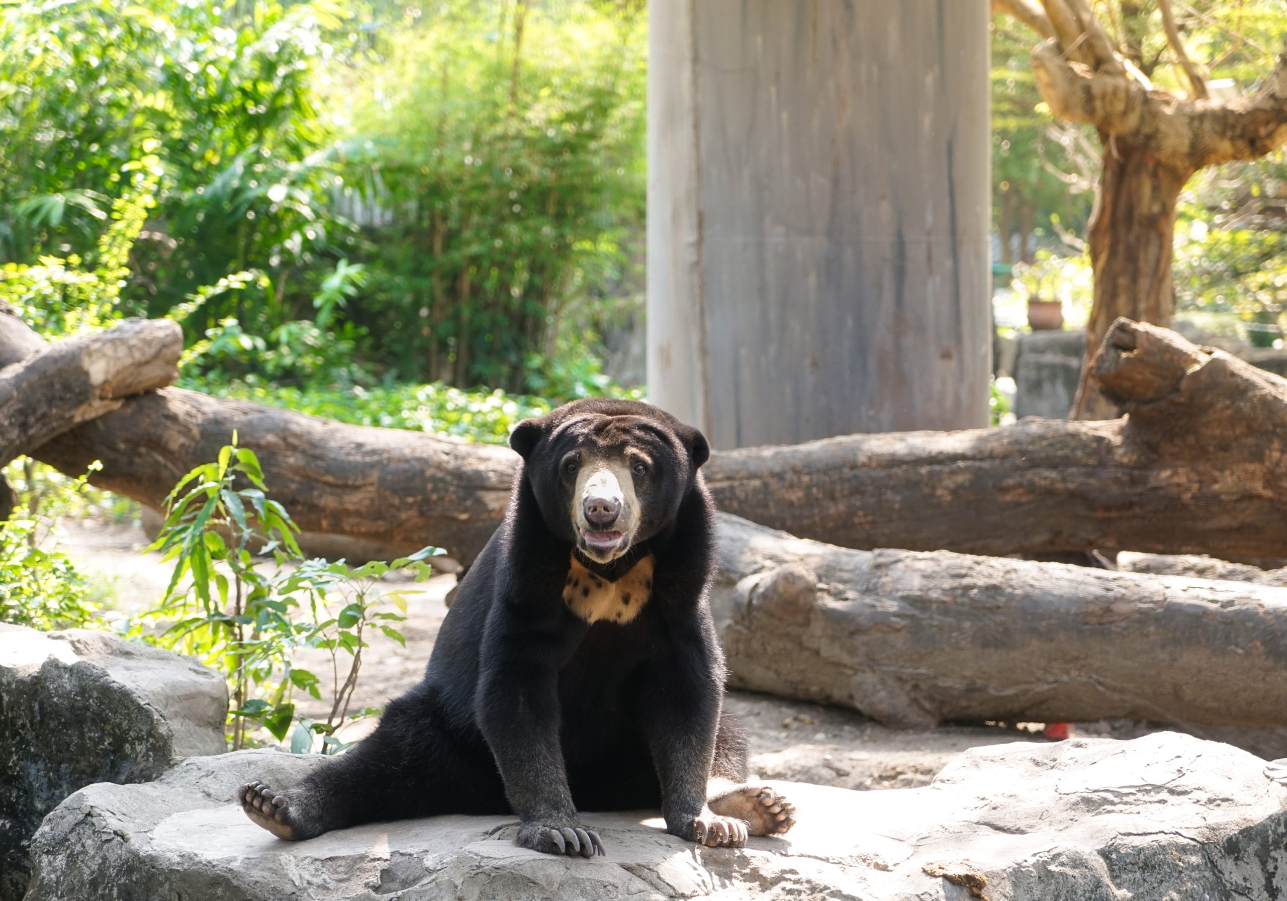Orangutans & Sun Bears