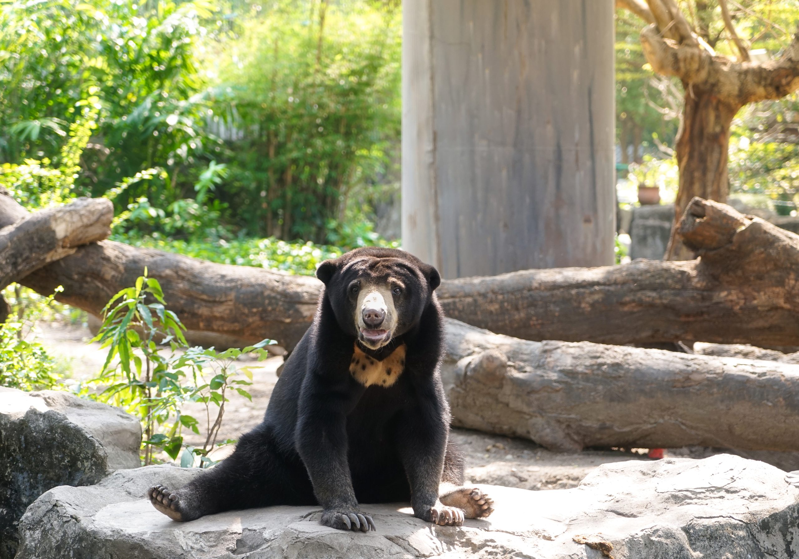 Orangutans & Sun Bears